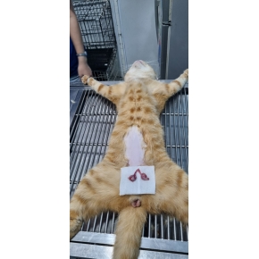 Phẫu thuật cho thú cưng