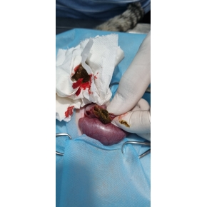 Phẫu thuật cho thú cưng