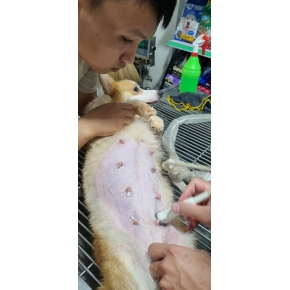 Siêu âm thú cưng