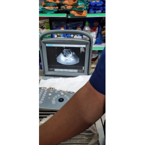 Siêu âm thú cưng