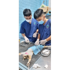 Phẫu thuật cho thú cưng