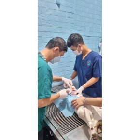 Phẫu thuật cho thú cưng