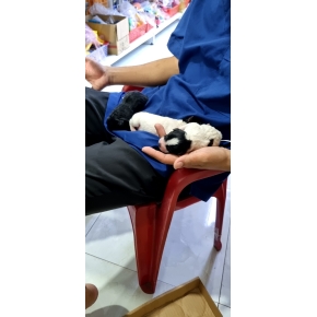 Đỡ đẻ - Triệt sản thú cưng