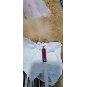 Phẫu thuật cho thú cưng