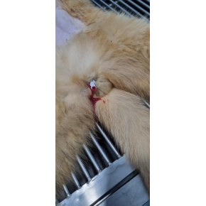 Đỡ đẻ - Triệt sản thú cưng