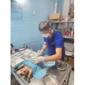 Phẫu thuật cho thú cưng