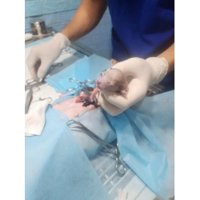 Đỡ đẻ - Triệt sản thú cưng