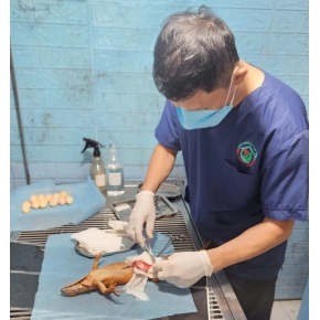 Phẫu thuật cho thú cưng