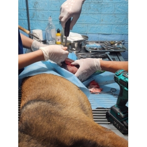 Đỡ đẻ - Triệt sản thú cưng