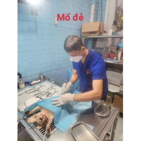 Đỡ đẻ - Triệt sản thú cưng