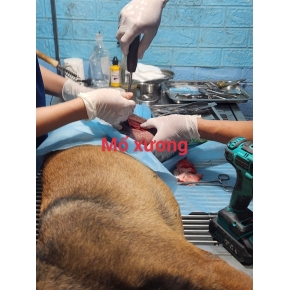 Phẫu thuật cho thú cưng
