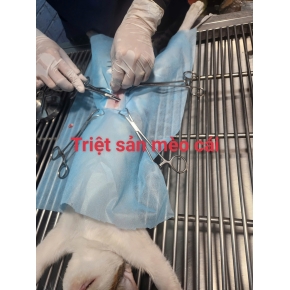 Đỡ đẻ - Triệt sản thú cưng