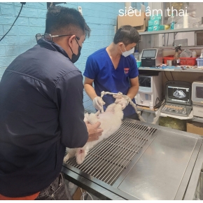 Siêu âm thú cưng