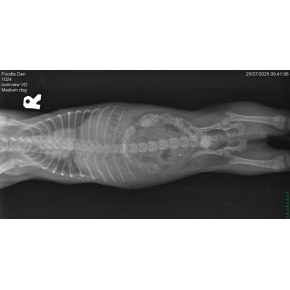 Băng bó cho cún cưng bị chó hàng xóm cắn gãy xương sườn