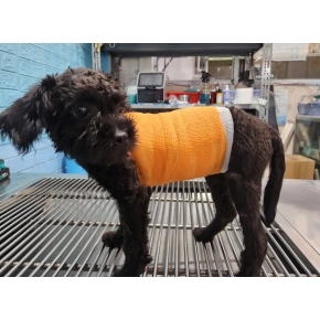 Băng bó cho cún cưng bị chó hàng xóm cắn gãy xương sườn