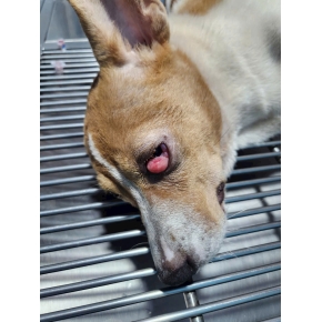 Tiểu phẩu cắt bỏ thịt bọng ở mắt cho thú cưng