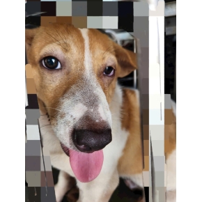 Tiểu phẩu cắt bỏ thịt bọng ở mắt cho thú cưng