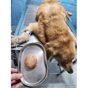 Phẫu thuật cho chó