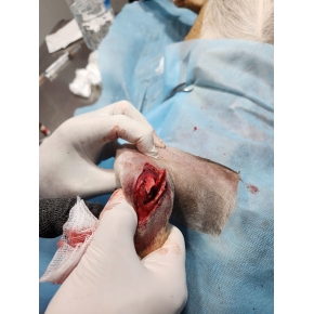 Mổ gãy xương chó