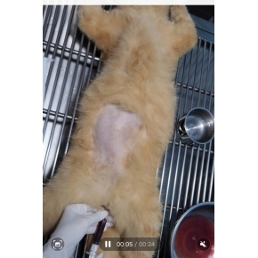 Thông tiểu mèo đực