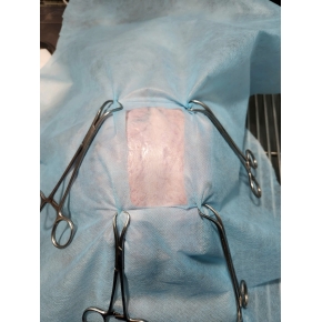 Mổ khó đẻ cho thú cưng long thành