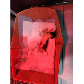 Mổ khó đẻ cho thú cưng long thành