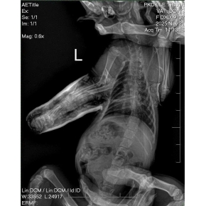 Mổ khó đẻ, mổ gãy xương, thiến và triệt sản mèo
