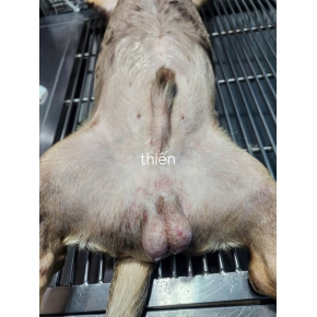 Thiến và triệt sản chó mèo