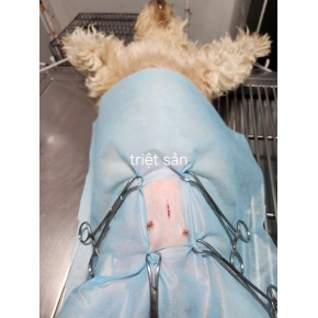 Thiến và triệt sản chó mèo