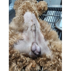 Thiến và triệt sản chó mèo