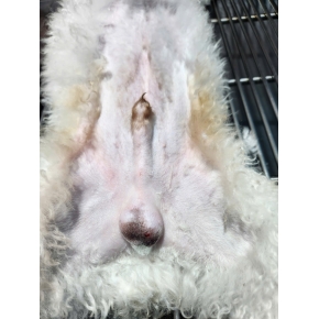 Thiến và triệt sản chó mèo