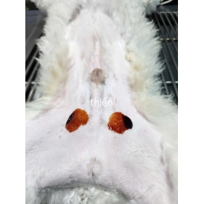 Thiến và triệt sản chó mèo