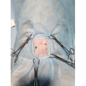 Thiến và triệt sản chó mèo