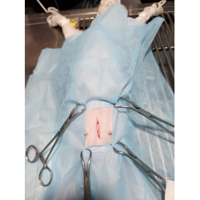 Thiến và triệt sản chó mèo