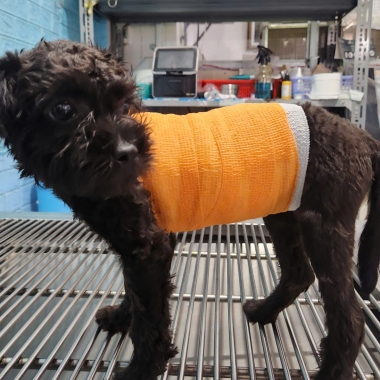 Băng bó cho cún cưng bị chó hàng xóm cắn gãy xương sườn