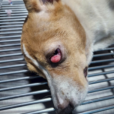 Tiểu phẩu cắt bỏ thịt bọng ở mắt cho thú cưng