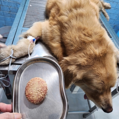 Phẫu thuật cho chó