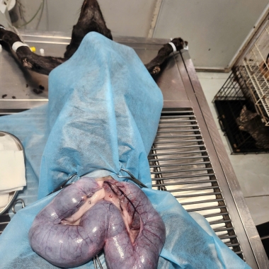 Mổ viêm tử cung cho thú cưng