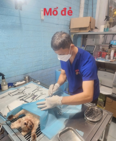 Đỡ đẻ - Triệt sản thú cưng