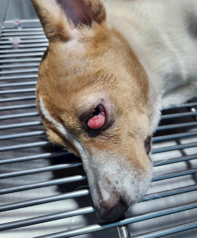 Tiểu phẩu cắt bỏ thịt bọng ở mắt cho thú cưng