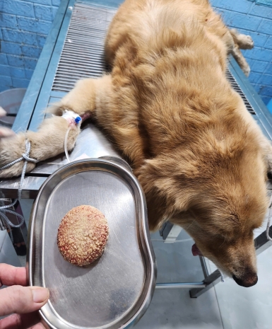 Phẫu thuật cho chó