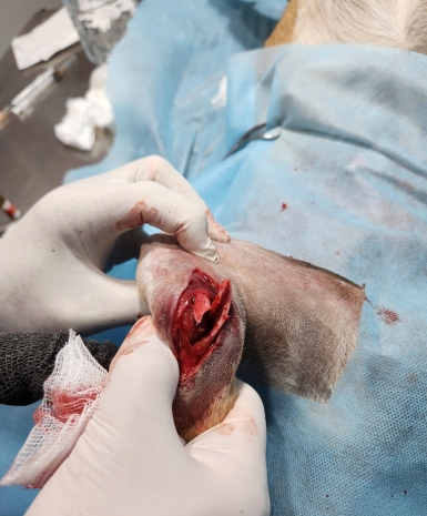 Mổ gãy xương chó