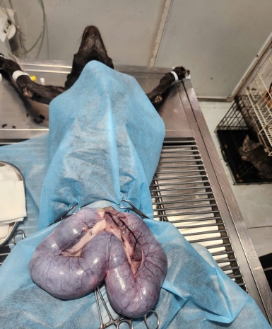 Mổ viêm tử cung cho thú cưng