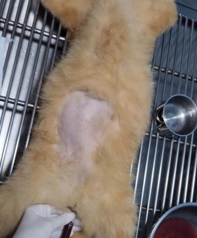 Thông tiểu mèo đực