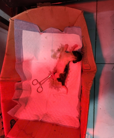 Mổ khó đẻ cho thú cưng long thành