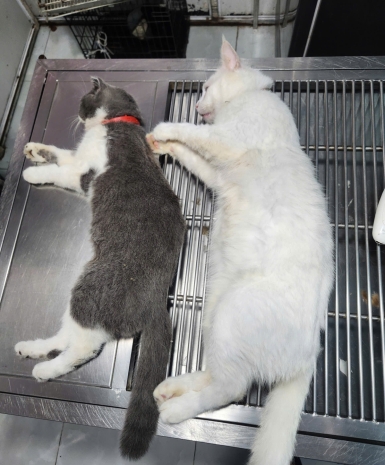 Mổ khó đẻ, mổ gãy xương, thiến và triệt sản mèo