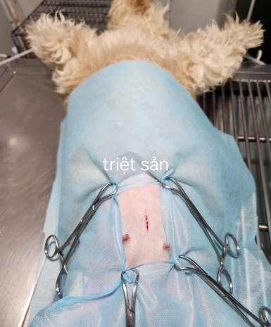 Thiến và triệt sản chó mèo